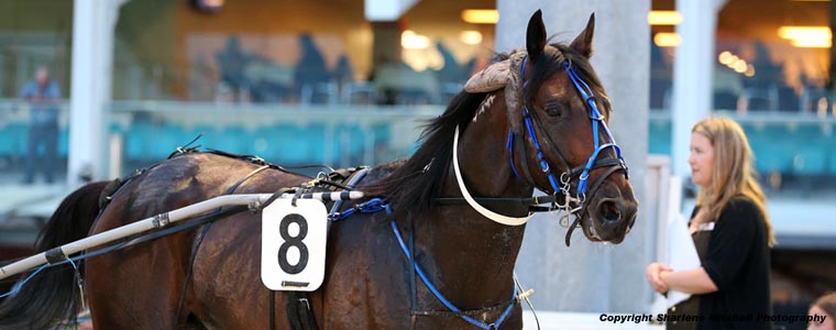 Auckland Trotting Club – 22 December 2016