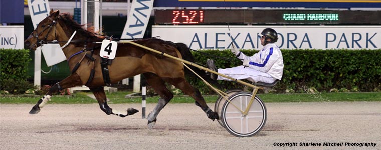 Auckland Trotting Club – 31 August 2017