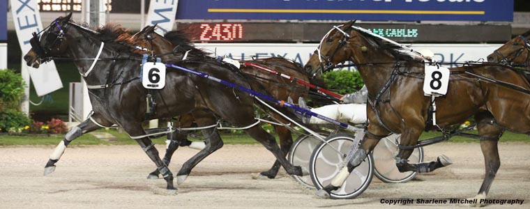 Auckland Trotting Club – 13 October 2017
